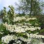 Viburnum plicatum 'Lanarth' 200-250 cm cont. 80L
