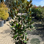 Magnolia grandiflora 225 cm stam container meerstammig