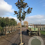 Magnolia grandiflora 12-14 HO container