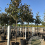 Magnolia grandiflora 16-18 HO container