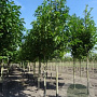 Magnolia kobus 14-16 HO draadkluit lei 180x150 200 cm stam