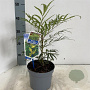 Mahonia eurybracteata Sweet Winter 30-40 cm 2,0L