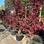 Acer pal. 'Bloodgood' GM container