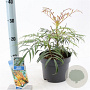 Mahonia Volcano 30-40 cm 2,0L