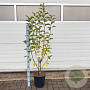 Malus 'Golden Hornet' 100-120 cm 10L