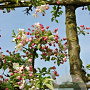 Malus 'Professor Sprenger' 20-25 HO draadkluit 250 cm stam