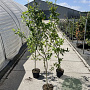 Mespilus germanica 150-175 cm 5,0L
