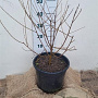 Morus alba 40-60 cm 12L
