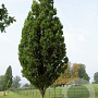 Morus alba 'Fastigiata' 30-35 HO draadkluit 250 cm stam