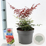 Nandina d. Obsessed 20-25 cm 2,0L
