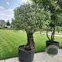 Olea europaea GM container solitair