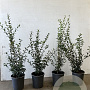 Osmanthus burkwoodii 40-60 cm 3,5L