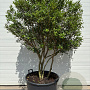 Osmanthus burkwoodii 150-175 cm container meerstammig