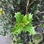 Osmanthus heterophyllus 250-300 cm container meerstammig
