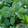 Pachysandra terminalis GM P9