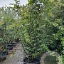Parrotia persica 200-250 cm container meerstammig extra