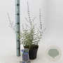 Perovskia 'Blue Spire' 30-40 cm 2,0L