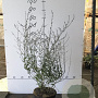 Perovskia 'Blue Spire' 40-60 cm 7,5L