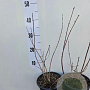 Philadelphus 'Virginal' 30-40 cm 2,0L