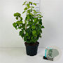 Philadelphus 'Virginal' 125-150 cm met kluit struik