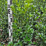 Ilex meserv. Heckenfee 80-100 cm met kluit