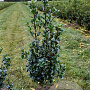Ilex meserv. Heckenfee 80-100 cm met kluit