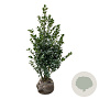 Ilex meserv. Heckenfee 100-125 cm met kluit