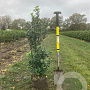 Ilex meserv. Heckenfee 100-125 cm met kluit