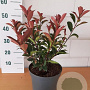 Photinia fraseri Carré Rouge GM C3