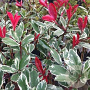 Photinia fraseri Pink Marble 90-100 cm 9L