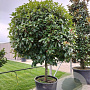 Photinia fraseri 'Red Robin' halfstam container