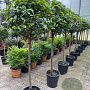 Photinia fraseri 'Red Robin' halfstam container
