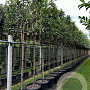 Photinia fraseri 'Red Robin' 10-12 HO container 200 cm stam lei 100x100