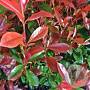 Photinia fraseri 'Robusta Compacta' GM cont. 90L