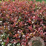 Photinia Magical Volcano 60-70 cm 10L