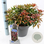 Pieris jap. 'Katsura' 30-40 cm 5,0L
