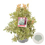Pieris jap. 'Little Heath' 25-30 cm 3,0L