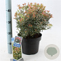 Pieris jap. 'Little Heath' 30-40 cm 5,0L