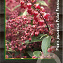 Pieris jap. Polar Passion 30-40 cm 5,0L