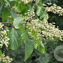 Poliothyrsis sinensis 20-25 HO draadkluit 250 cm stam