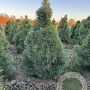 Pinus sylvestris 150-175 cm draadkluit solitair