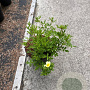 Potentilla f. 'Limelight' 30-40 cm C1.5