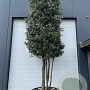 Quercus ilex 400-425 cm cont. 450L meerstammig cilinder