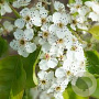 Pyrus calleryana 'Chanticleer' 14-16 HO draadkluit lei 180x150 200 cm stam