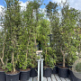Quercus suber GM cont. 70L meerstammig