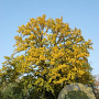 Quercus cerris 30-35 HO draadkluit 250 cm stam