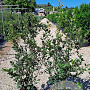 Quercus ilex 80-100 cm 9L