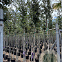 Quercus ilex 6-8 HO 15L