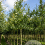 Quercus robur 10-12 HO draadkluit geveerd