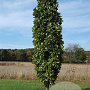 Quercus warei Kindred Spirit 10-12 HO draadkluit geveerd